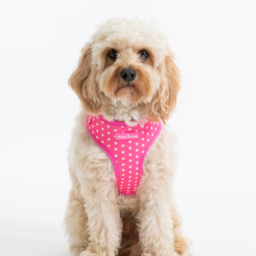 Bubblegum Sundae Dog Harness