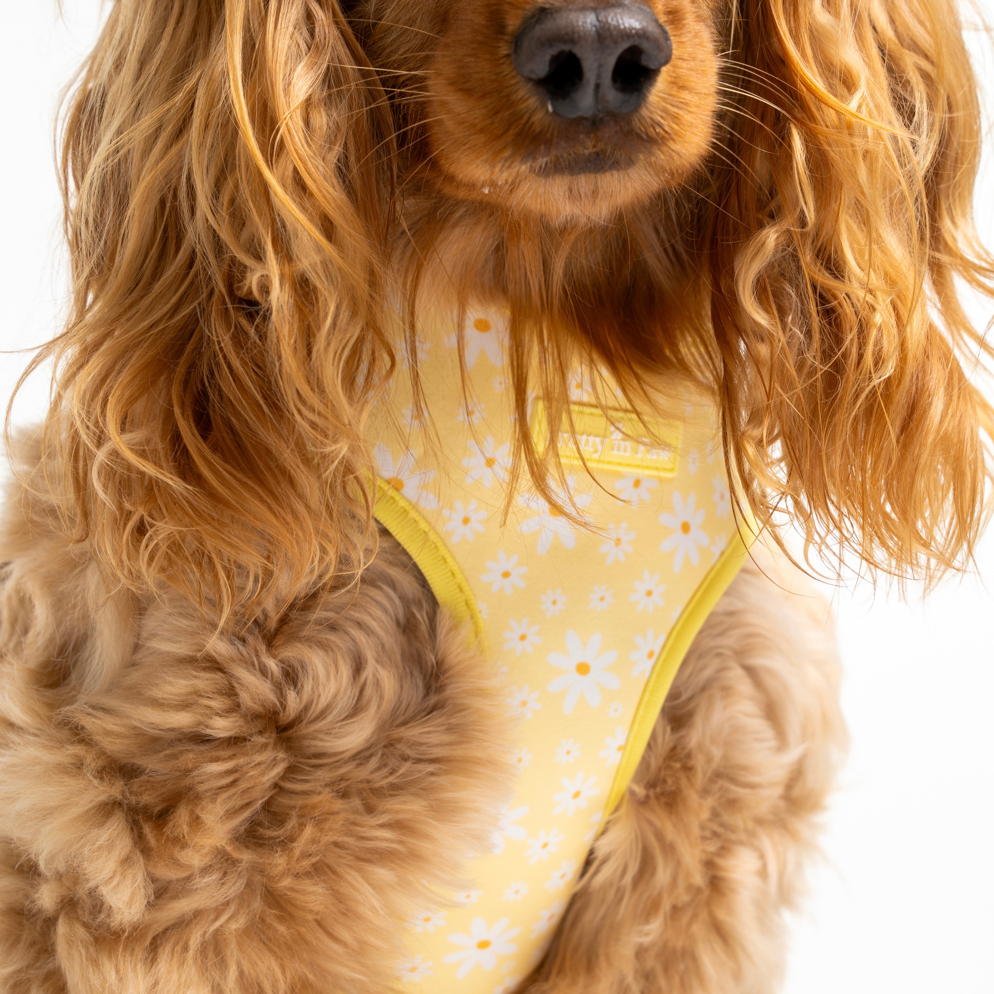 Daisy Daydream Dog Harness