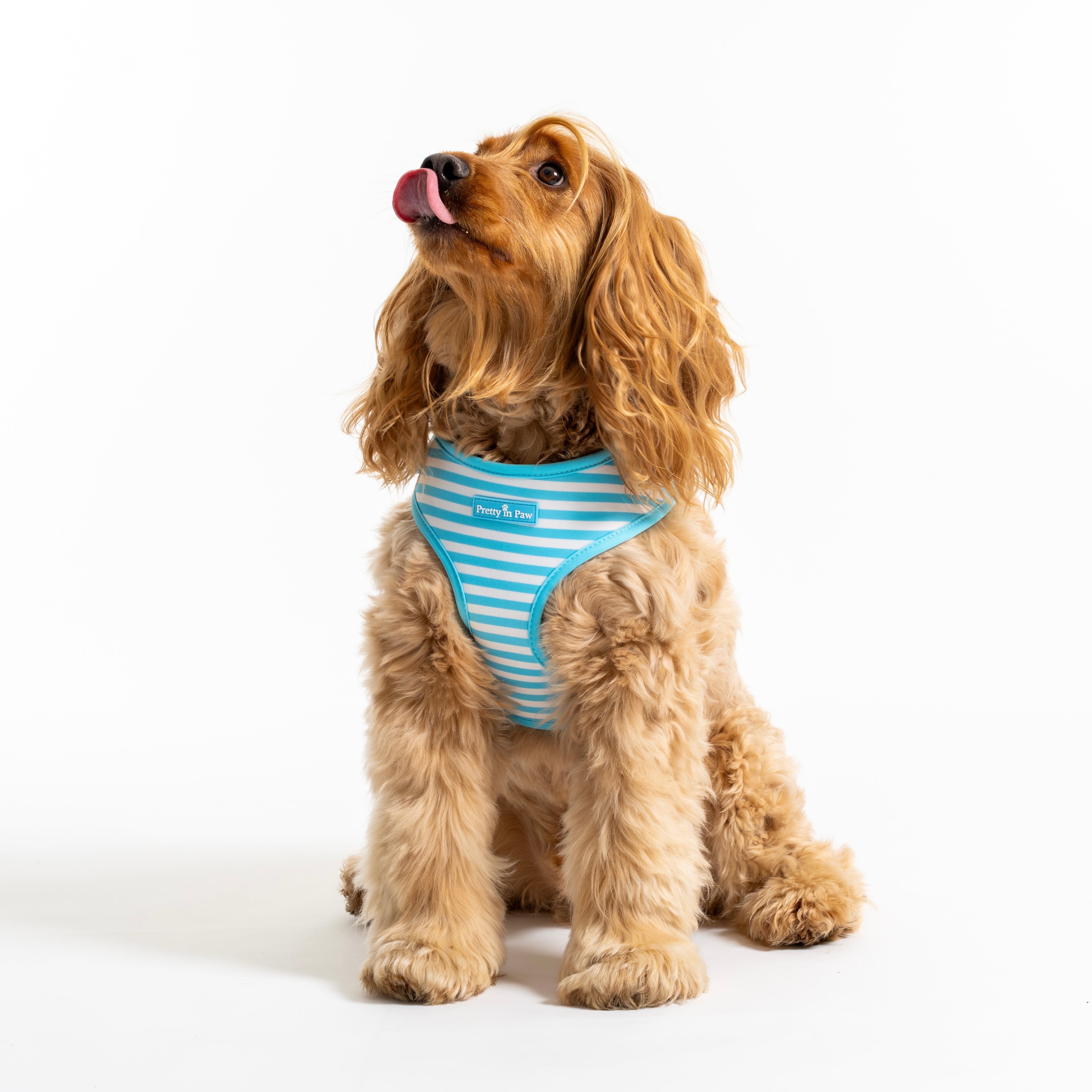 Seaside Striped Dog Harness