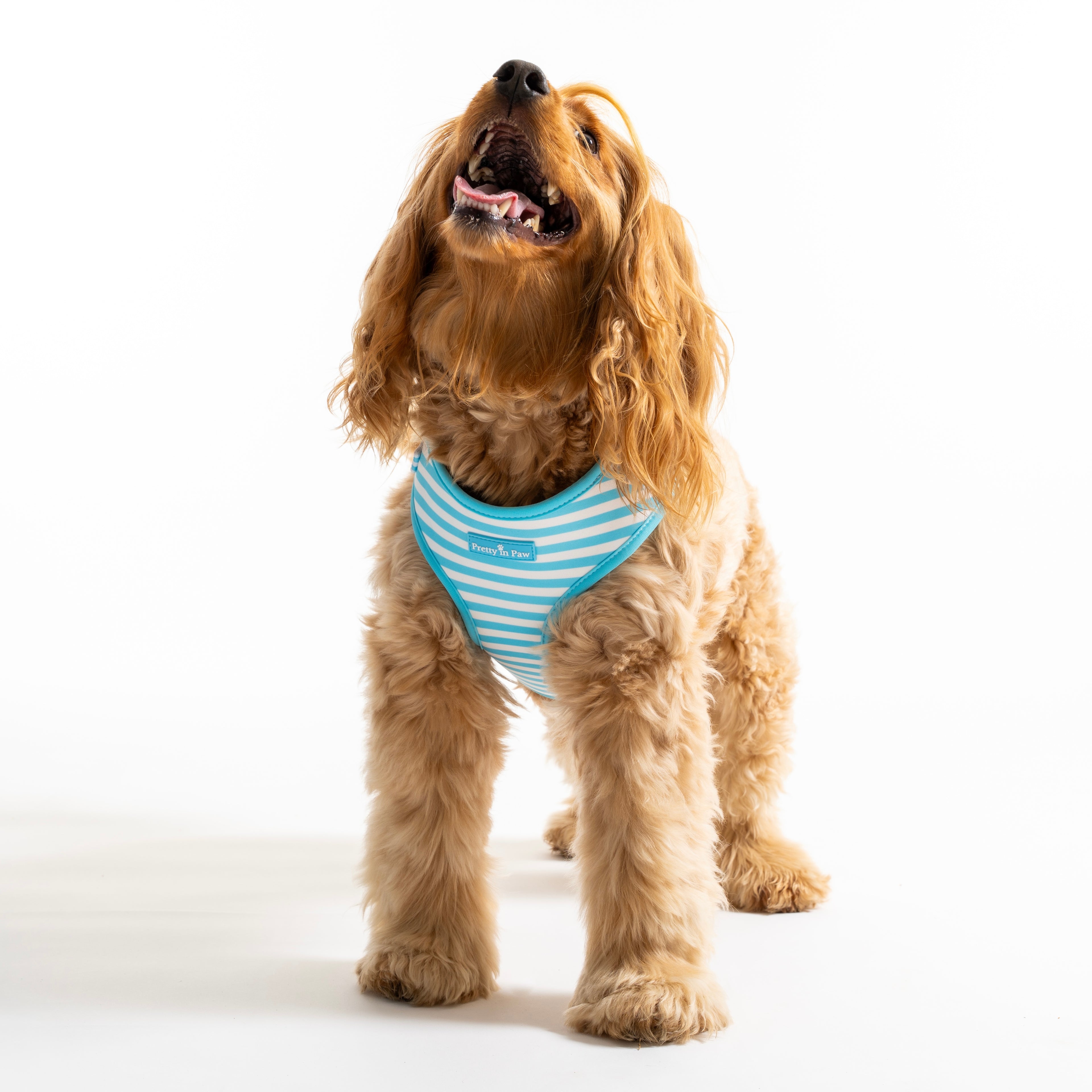 Seaside Striped Dog Harness