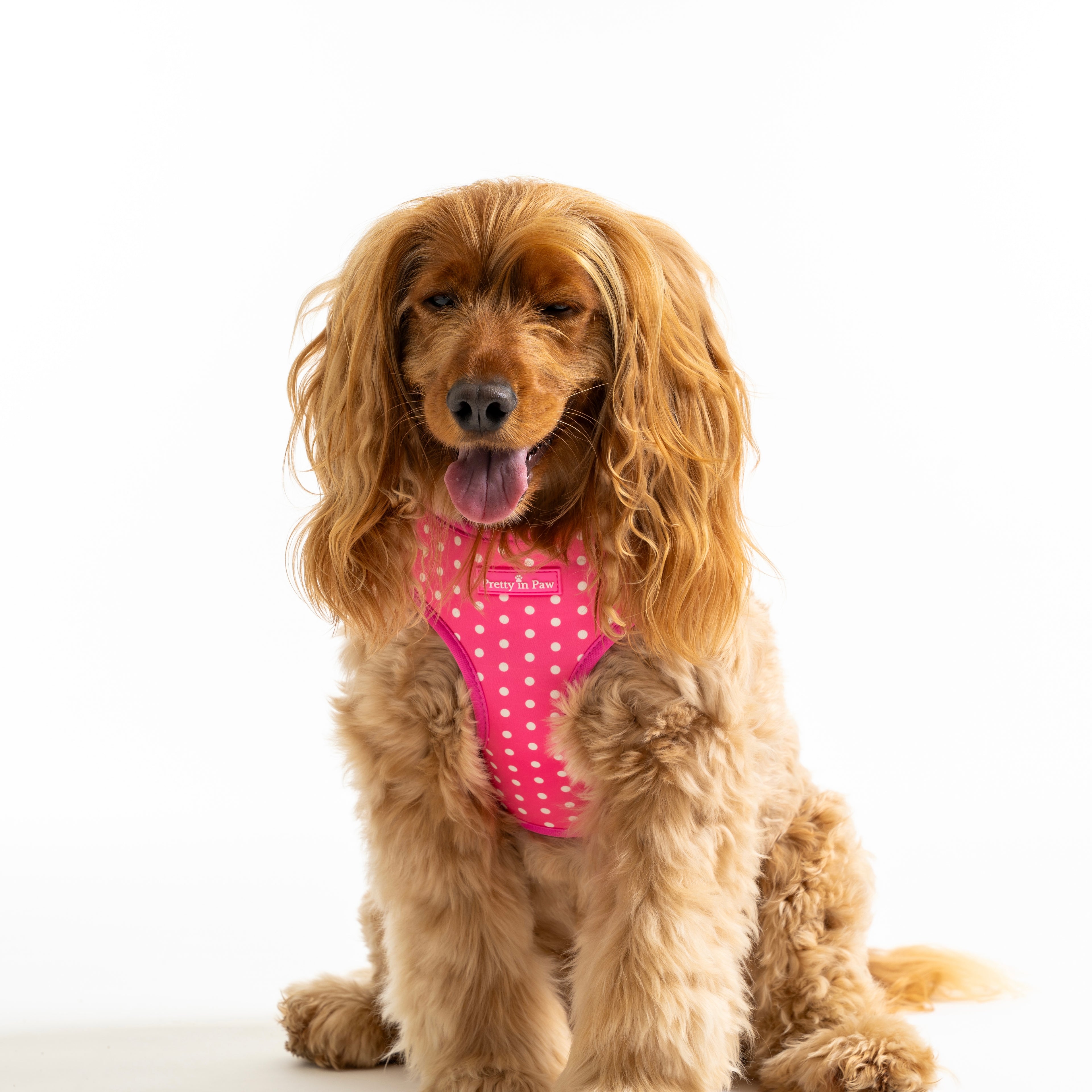 Bubblegum Sundae Dog Harness