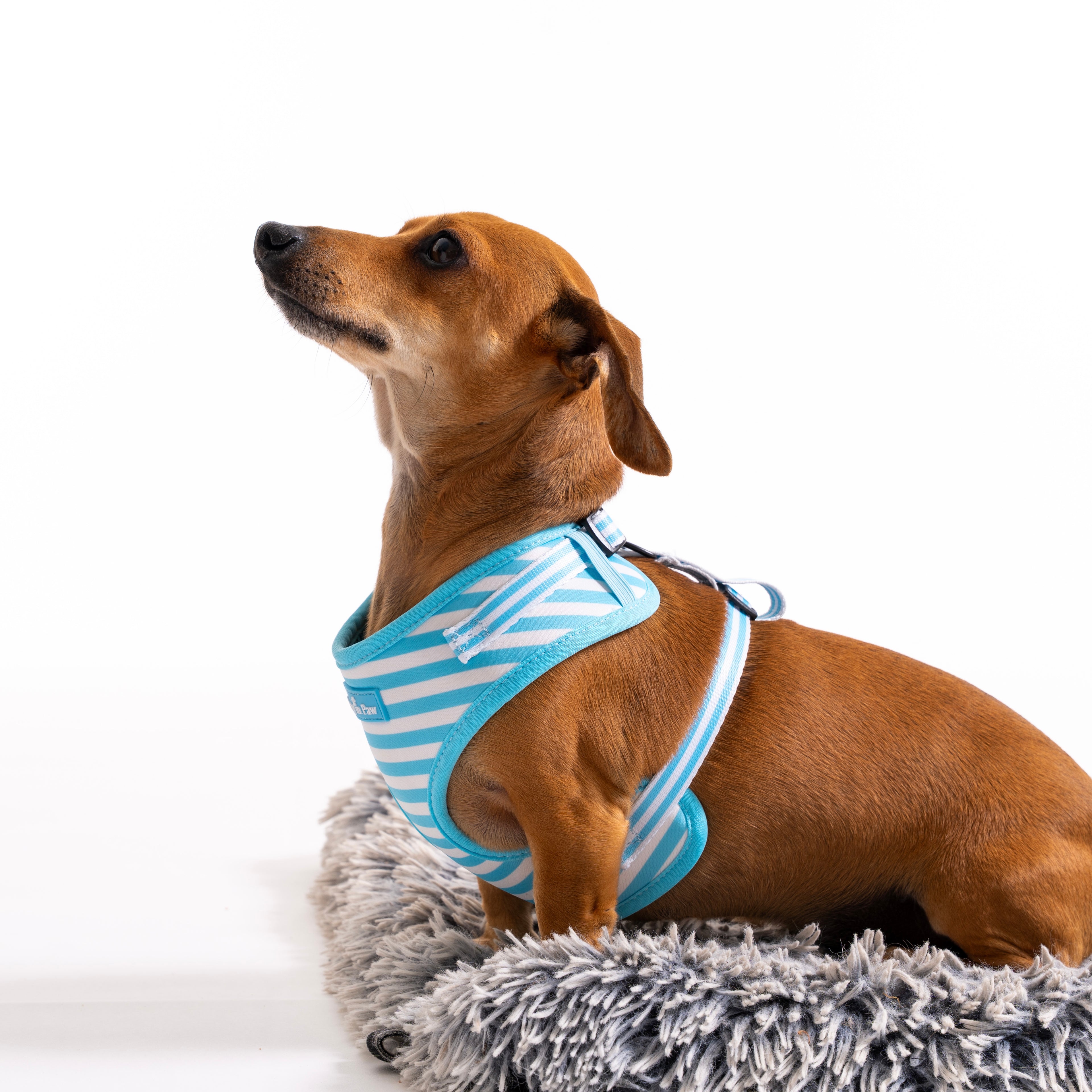 Seaside Striped Dog Harness