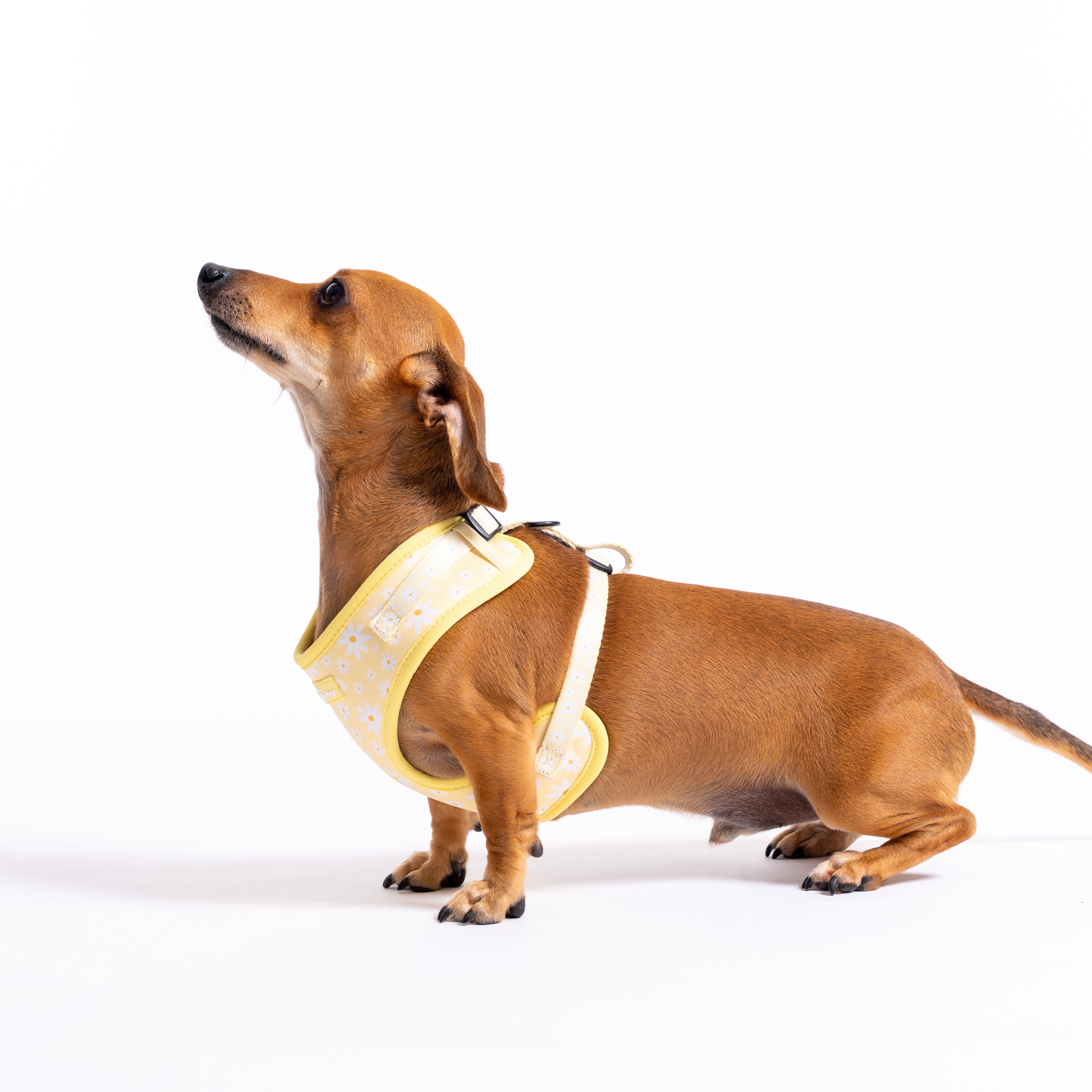 Daisy Daydream Dog Harness