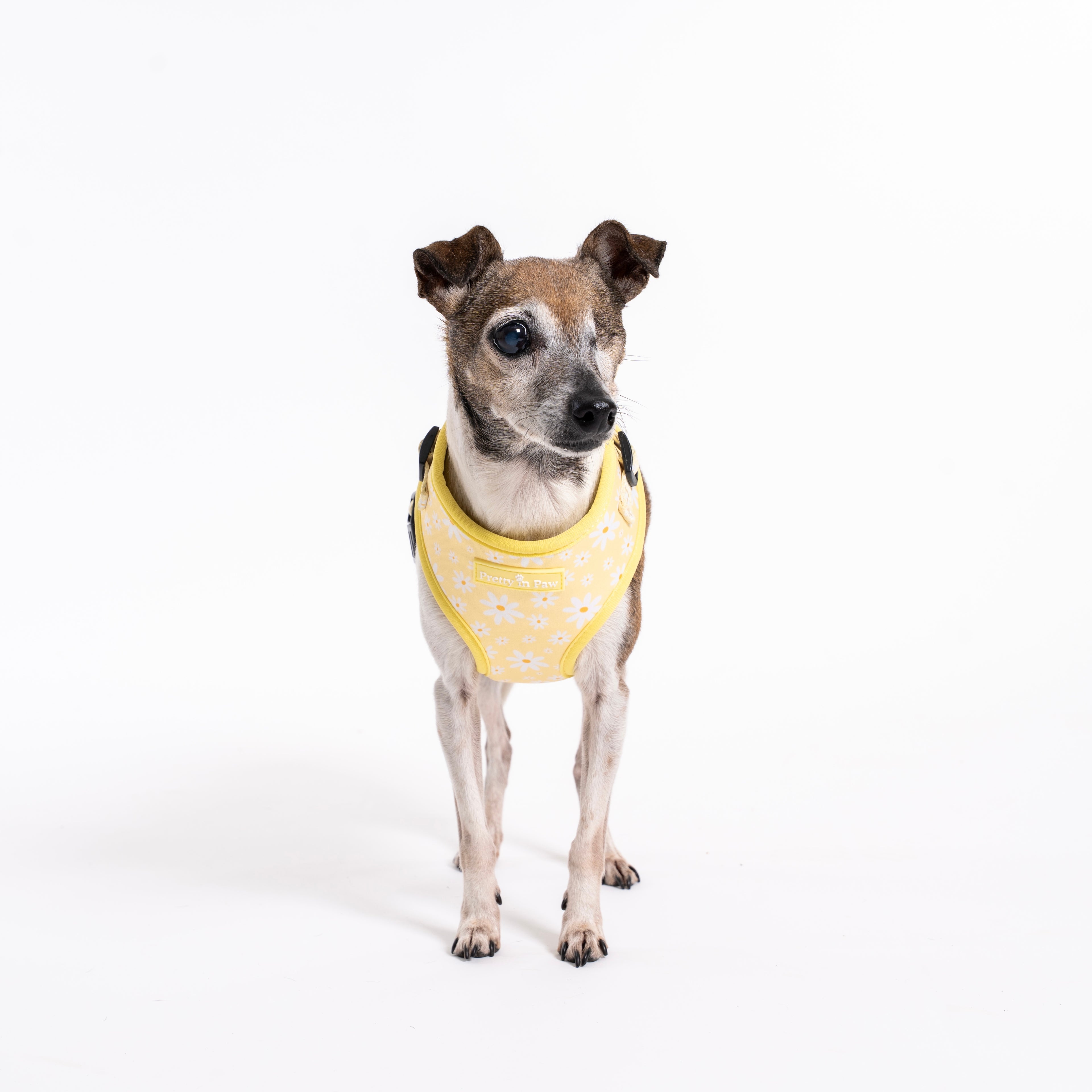 Daisy Daydream Dog Harness
